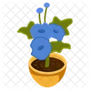 Thunbergia Grandiflora Icon