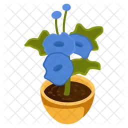 Thunbergia Grandiflora  Icon