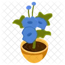 Thunbergia Grandiflora  Icon