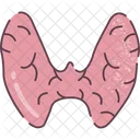 Thyroid Organ Human Organs Icon