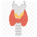 Thyroid Gland Ductless Gland Endocrine Gland Icon