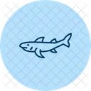 Tiburón bambú  Icono