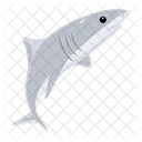 Carcharodon Carcharias Tiburon Blanco Pez Tiburon Icono