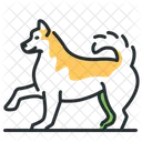 Laika Perro Raza Icono