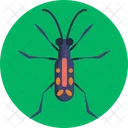 Tiger Beetle  Icon