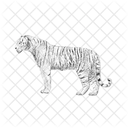 Tiger Wildes Tier Lebewesen Symbol