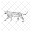 Tiger Wildes Tier Lebewesen Symbol