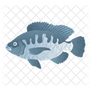 Tilapia Fish  Icon