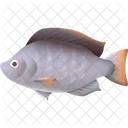 Tilapia Cockle Atlantic Icon