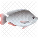 Tilapia Cockle Atlantic Icon