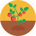 Bio Lebensmittel Und Landwirtschaft Tomaten Bauernhof Symbol