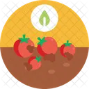 Bio Lebensmittel Und Landwirtschaft Tomaten Landwirtschaft Symbol