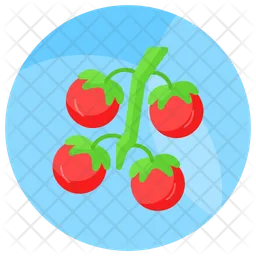 Tomato  Icon