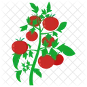 Tomato Love Apple Tomato Plant Icon