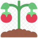 Tomato Plant Agriculture Icon