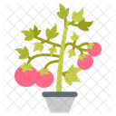 Tomato Plant Tomato Vine Tomato Flora Icon