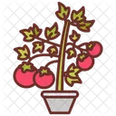 Tomato Plant Tomato Vine Tomato Flora Icon