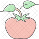 Tomato Plant Support Tomato Plant Icon