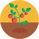 Bio Food And Agriculture Tomatoes Farm Icon