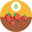 Bio Food And Agriculture Tomatoes Farming Icon