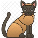 Tonkinese  Icon