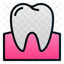 Tooth Gum Molar Icon