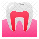 Tooth Human Organ Icon