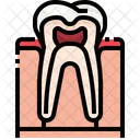 Tooth Organ Body Part Icon