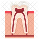 Tooth Organ Body Part Icon