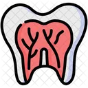 Tooth Dental Anatomy Icon