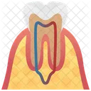 Tooth Gums Vessels Icon