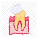 Tooth Checkup  アイコン