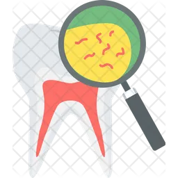 Tooth germs  Icon