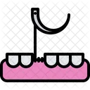 Tooth Gingiva  Icon