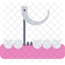 Tooth Gingiva  Icon