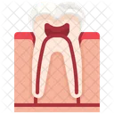 Tooth Organ Body Part Icône