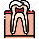 Tooth Organ Body Part Icône