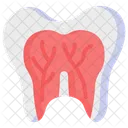 Tooth Dental Anatomy Icône