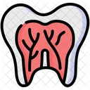 Tooth Dental Anatomy Icône