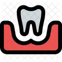 Tooth On Gum Two  Icon