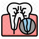 Tooth root  Icon