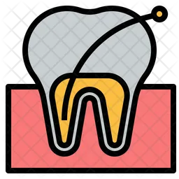 Tooth Root  Icon