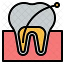 Tooth Root  Icon
