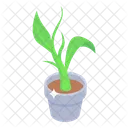 Topfpflanze  Icon