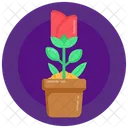 Topfpflanze Topfblume Topfrose Icon