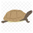 Tortue Tortue Tortue Icône