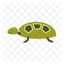 Tortue Icône