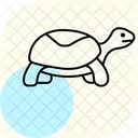 Tortue Boite Tortue Boite Reptile Icône