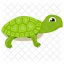 Tortue Tortue Pirate Tortue De Dessin Anime Icône