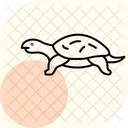 Tortue Musquee Tortue Musquee Reptile Icône